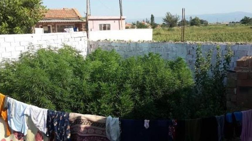 Bah&ccedil;ede Hintkenevirine &Ccedil;amaşırlı Kamufle