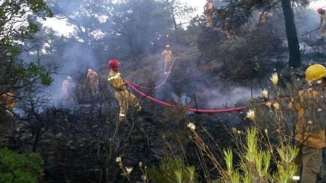 Milli Park Bölgesinde Çıkan Orman Yangını Büyümeden Söndürüldü