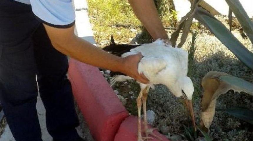 Yuvadan D&uuml;şen Yavru Leylek Yerine Koyuldu