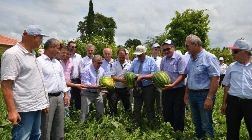 Bafra&rsquo;da Karpuz Hasadı Etkinliği