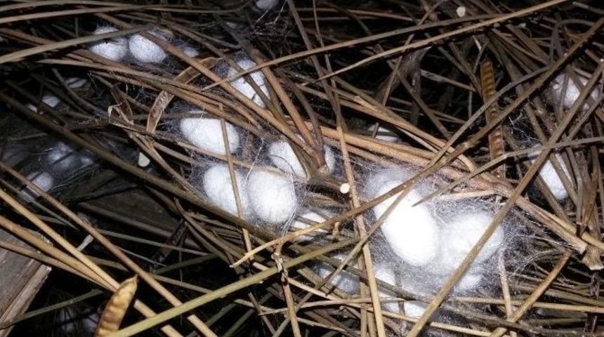 Yalova&rsquo;da İpek Koza Yetiştiriciliği Yaygınlaşıyor