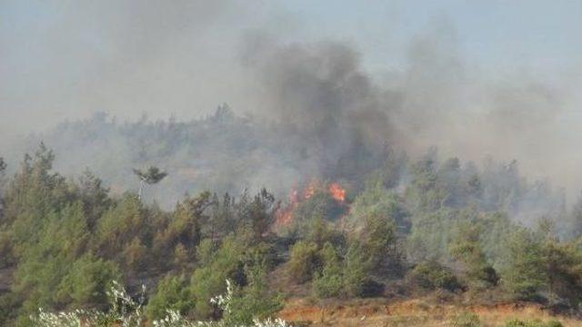 Hatay'da 20 Hektar Ormanlık Alan Yandı