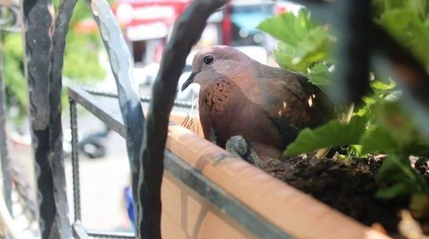 Kumru Yuva Yapmış Saksıya