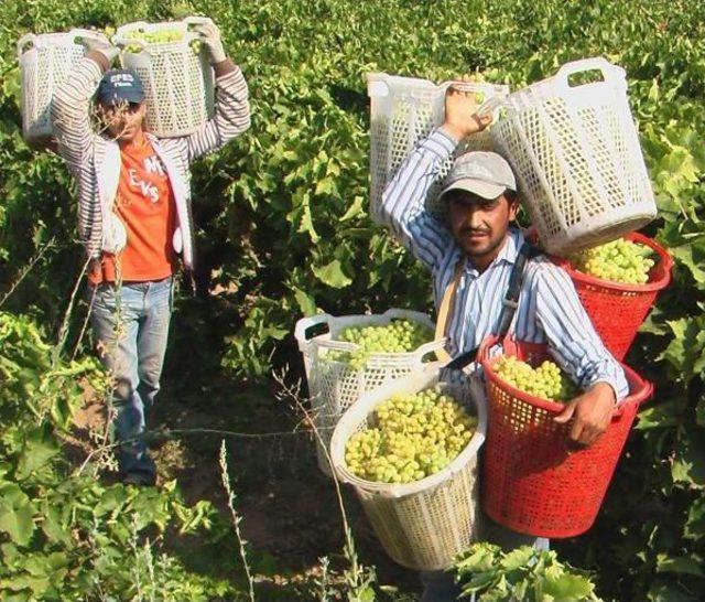 Üzüm Üreticilerine 'tokatçı' Uyarısı