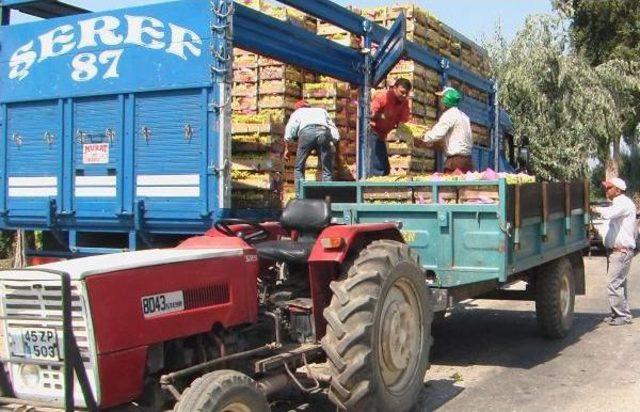 Üzüm Üreticilerine 'tokatçı' Uyarısı