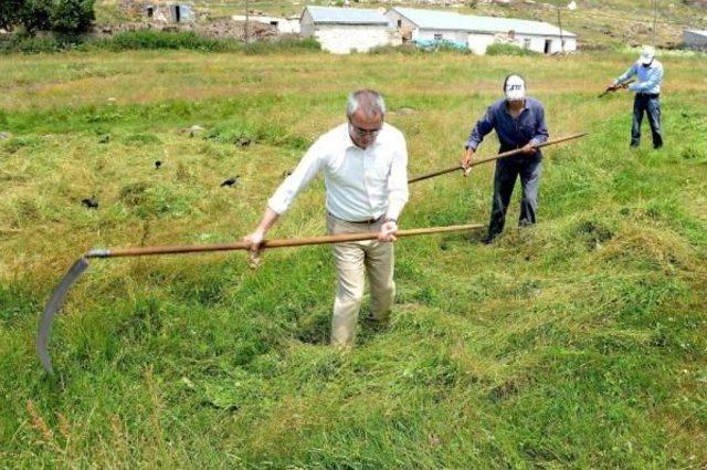 Ardahan Valisi Deniz, Çiftçilerle Tırpan Salladı