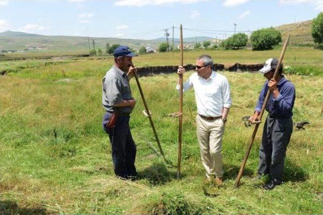 Ardahan Valisi Deniz, Çiftçilerle Tırpan Salladı