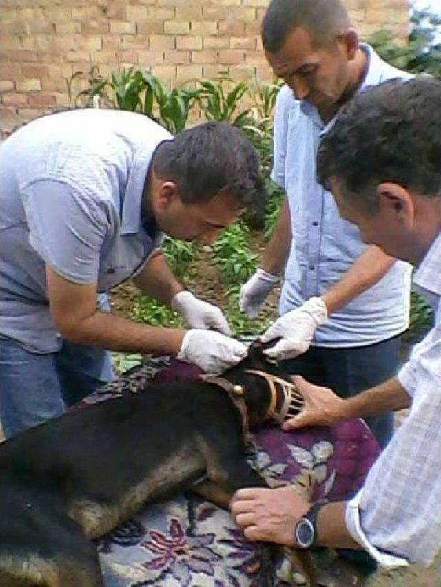 K&ouml;peğini Vuran K&ouml;y Imamını Şikayet Edince Işinden Oldu 2