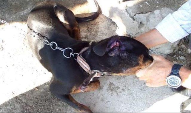 K&ouml;peğini Vuran K&ouml;y Imamını Şikayet Edince Işinden Oldu 3