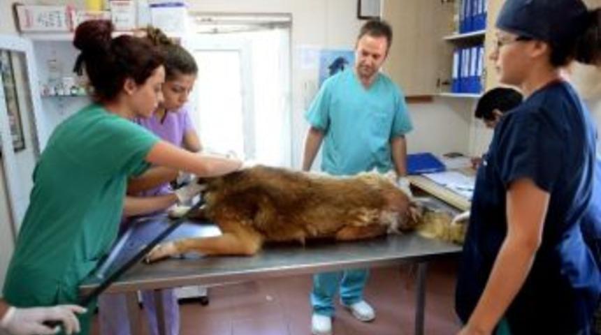 Sahipsiz Hayvanlar Barınağı &Ouml;rnek Oluyor