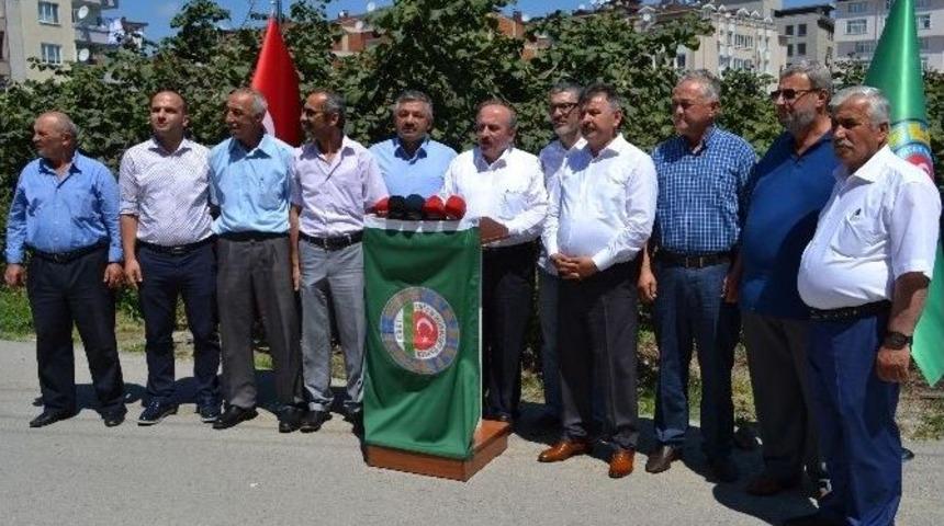 Tzob&rsquo;un Fındık Rekolte Tahmini 590 Bin Ton