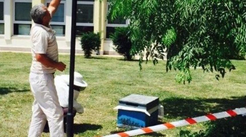 Kent Merkezinde Arı S&uuml;r&uuml;s&uuml; Endişeye Neden Oldu