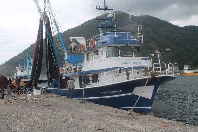 Palamut Sinop’ta Oltaya Takıldı, Trabzon’da Balıkçının Umudu Oldu