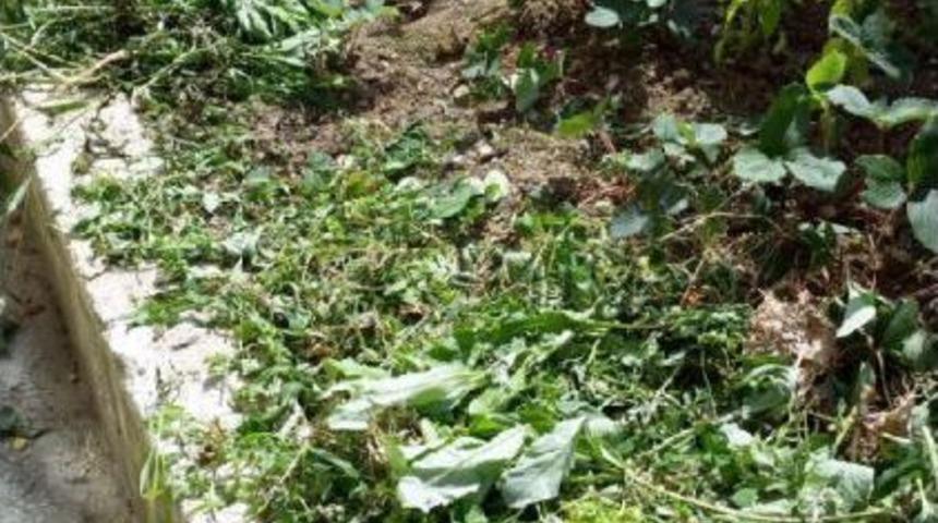 Bah&ccedil;ede Kurutulmaya Bırakılmış Hintkeneviri Ele Ge&ccedil;irildi