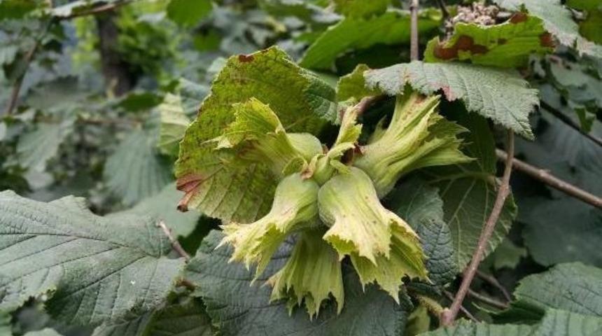 Tzob 2015 Tahmini Fındık Rekoltesini 590 Bin 394 Ton Olarak A&ccedil;ıkladı