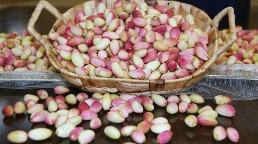 Yılın İlk Antepfıstığı Olgunlaştı