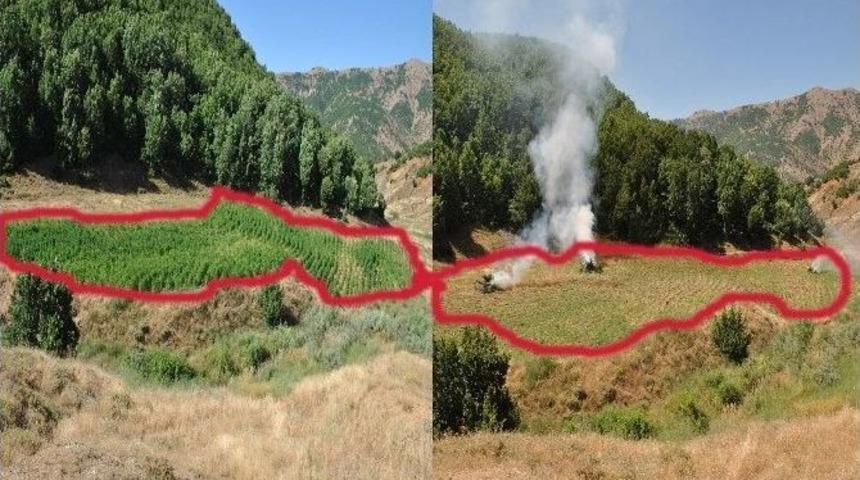 Bing&ouml;l&rsquo;de 120 Bin 600 K&ouml;k Kenevir Bitkisi Ge&ccedil;irildi