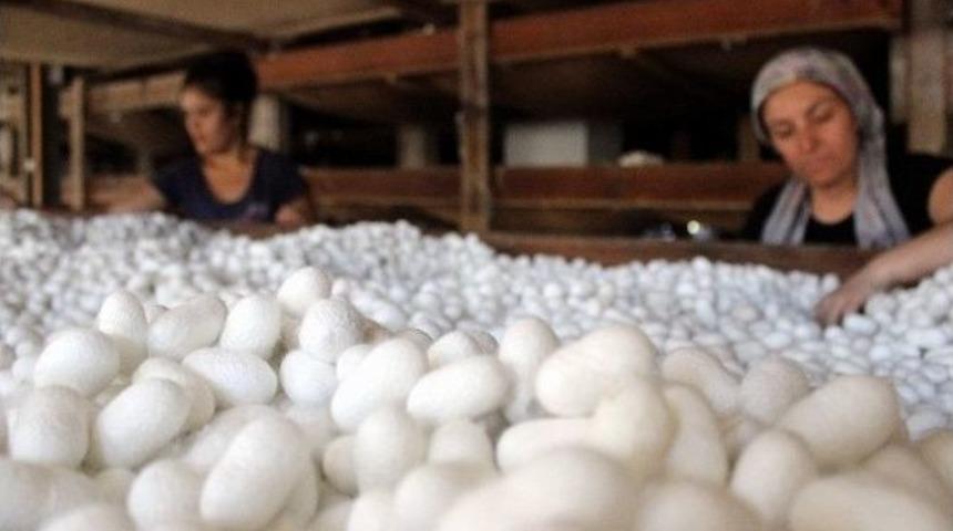 Koza &Uuml;retiminde Artış