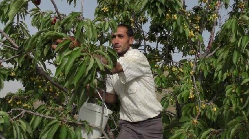 Muş'ta Kiraz Bereketi