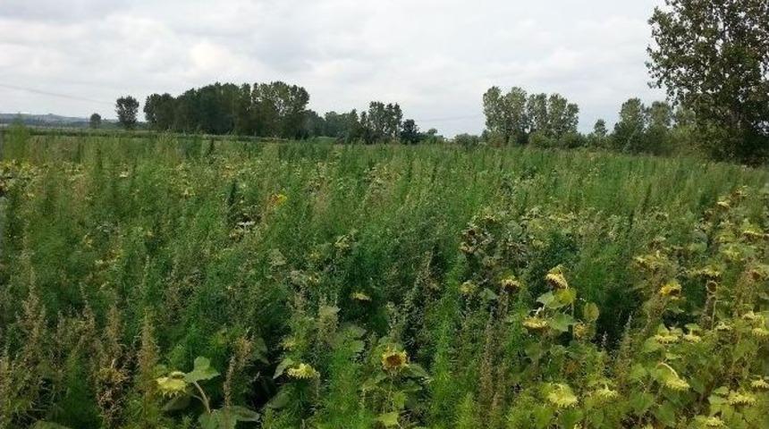 Kırklareli&rsquo;de 120 Bin K&ouml;k Kenevir İmha Edildi