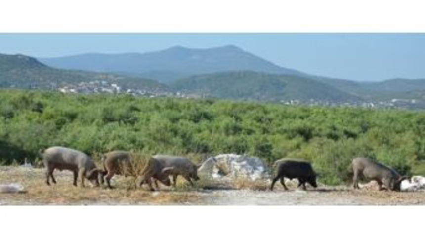 Av Yasağı Domuzları Şehre İndirdi
