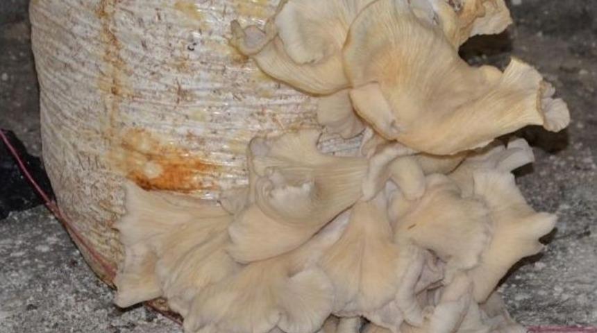 İstiridye Mantarı &Uuml;retiminde Olumlu Sonu&ccedil; Elde Edildi