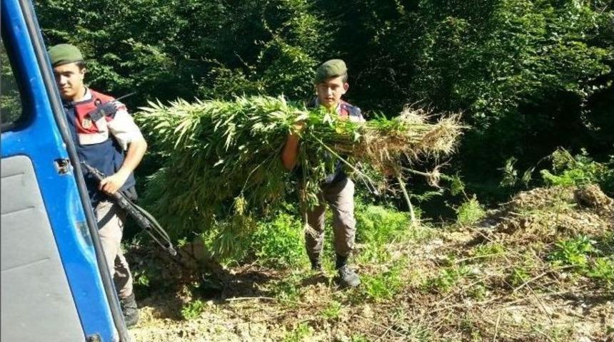 Jandarmadan Kenevir Tarlasına Operasyon