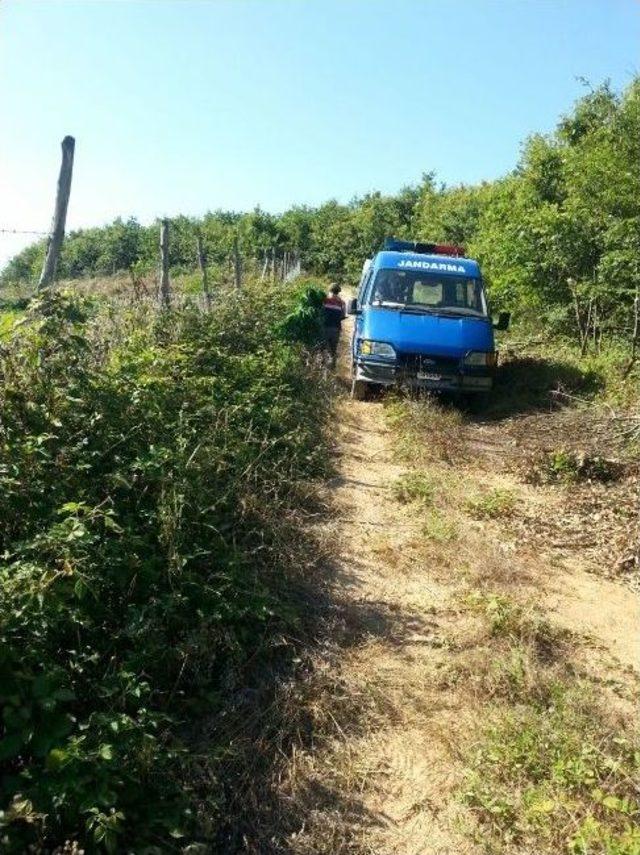 Jandarmadan Kenevir Tarlasına Operasyon