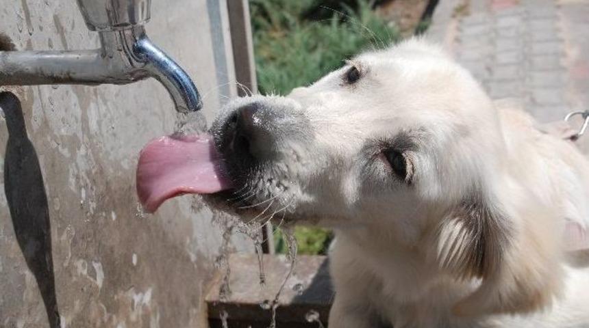 Sevimli K&ouml;pek Sıcak Havada B&ouml;yle Serinledi