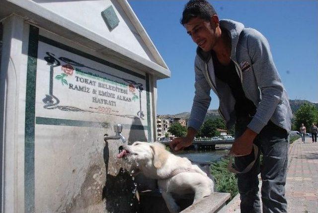 Sevimli Köpek Sıcak Havada Böyle Serinledi