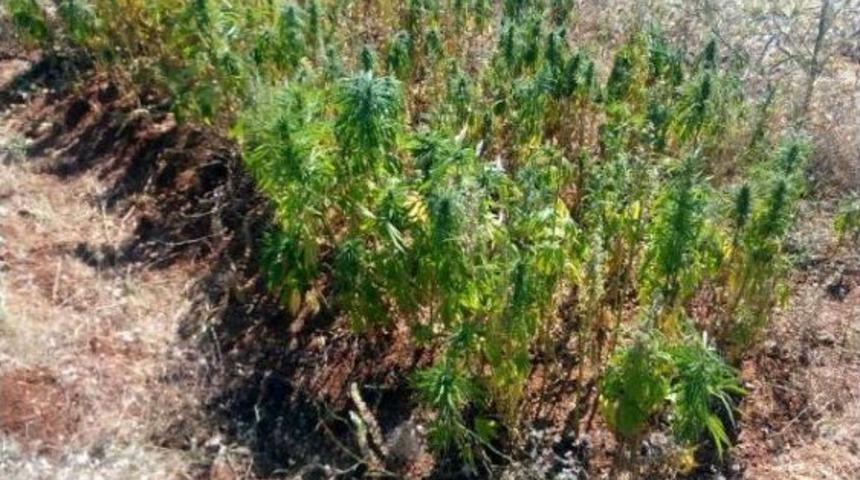 Gurbetçinin Tarlasına Hintkeneviri Ekmişler