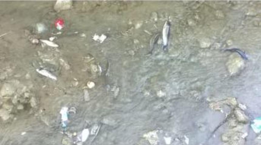 Tokat Behzat Deresi&rsquo;nde Balık &Ouml;l&uuml;mleri