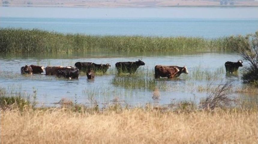 İnekler G&ouml;l Sularında Serinliyor