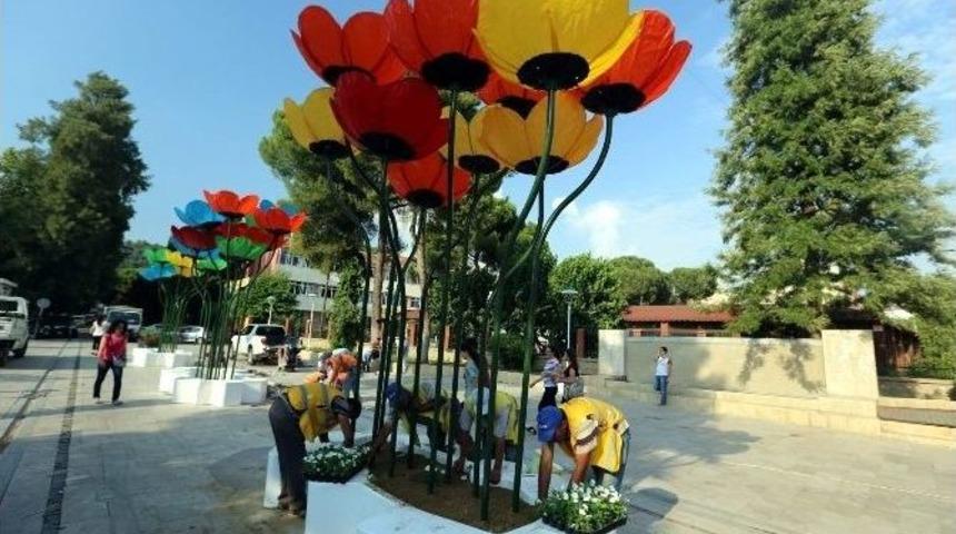 Aydın Sokaklarını Gelincikler Aydınlatacak