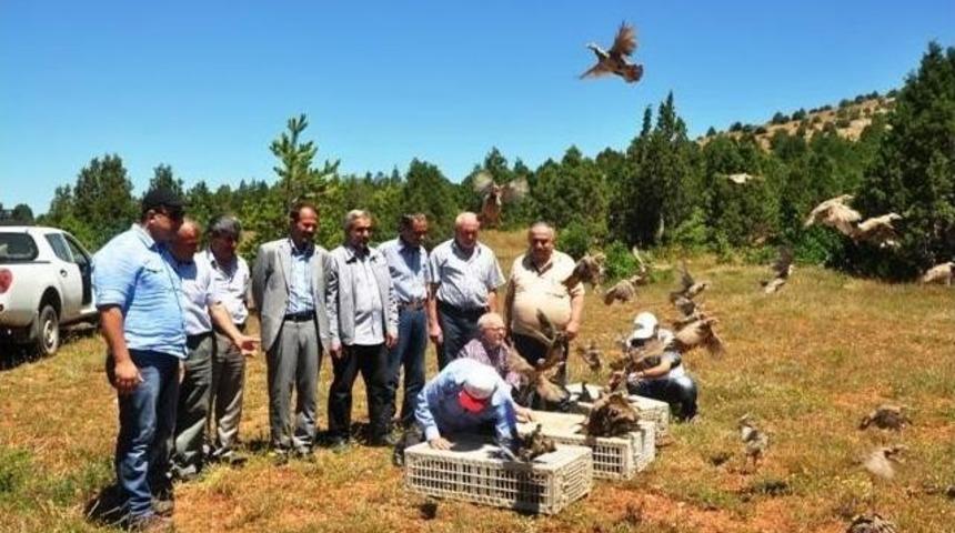 Giresun&rsquo;da Keklikler Doğaya Salındı