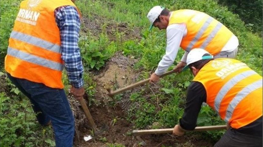 Gelir Getirici Fidanlara Bakım Yapıldı