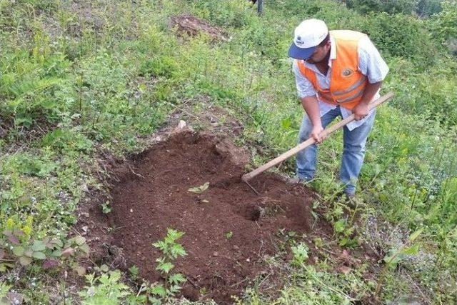 Gelir Getirici Fidanlara Bakım Yapıldı