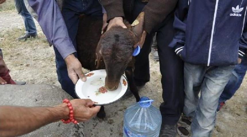 Susuzluğa Ilginç Protesto