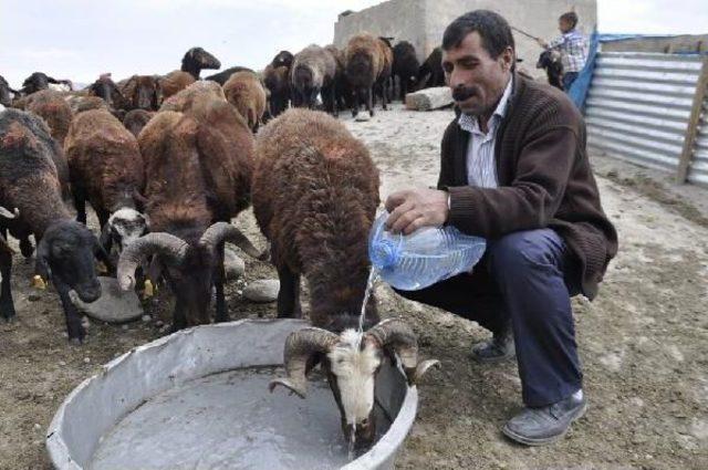 Susuzluğa Ilginç Protesto