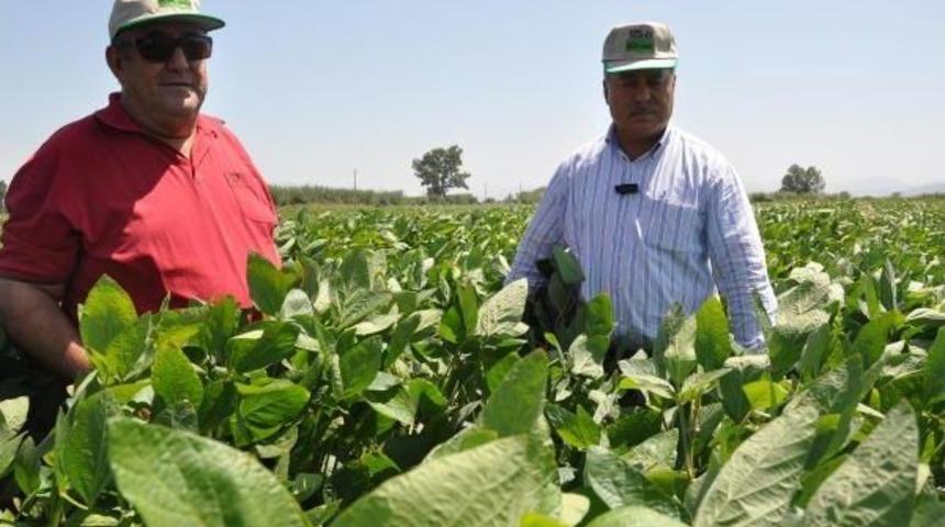 Soya Beyaz Altının Tahtına Göz Dikti