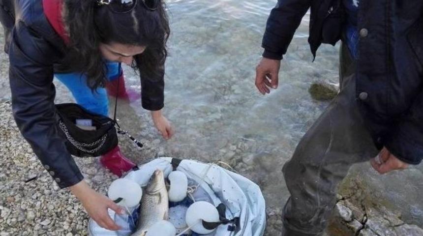 Beyşehir G&ouml;l&uuml;&rsquo;nde Ticari Ve Amat&ouml;r Avcılık Faaliyetlerine Sıkı Takip