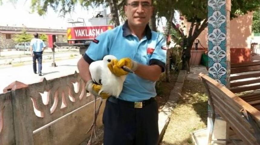 Yaralı Leylek Yuvasına Kavuştu