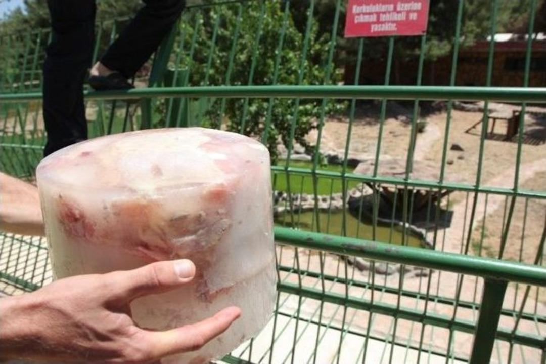 Yavru Ayıların Buzlu Meyve Keyfi