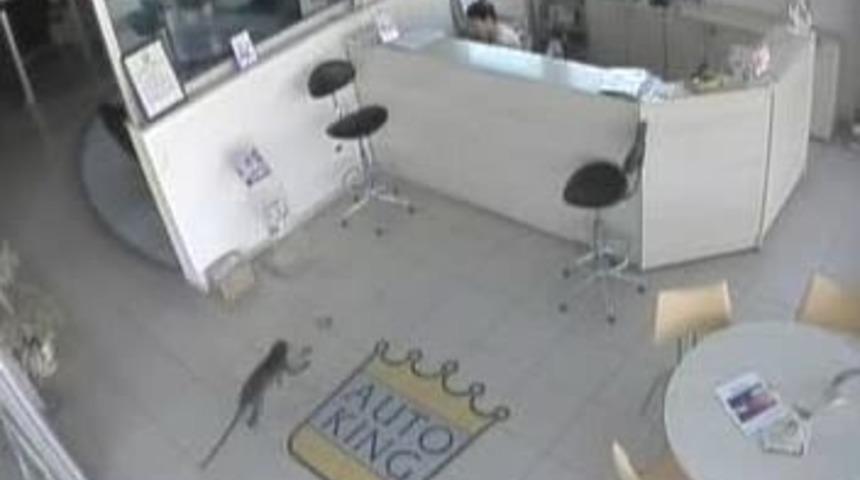 Maymun, Kadına Saldırdı