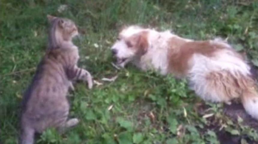 Kedi Ve K&ouml;peğin Seyirlik Oyunu