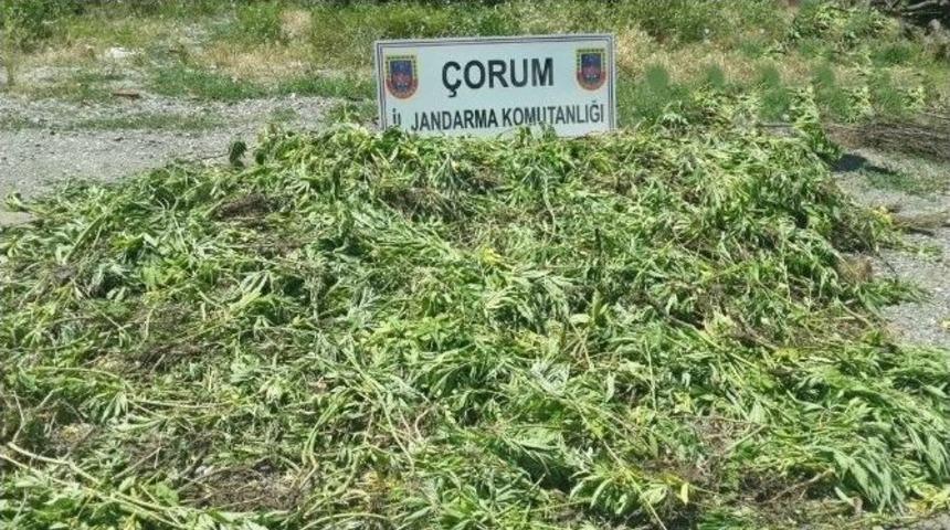 Jandarma&rsquo;dan Şafak Operasyonu