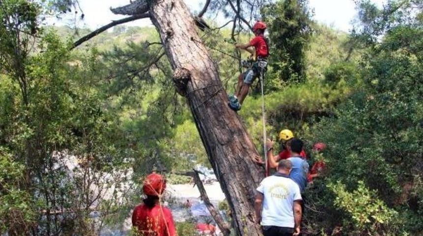 Ağaca Asılı Kalan Martıyı Kurtarma Operasyonu