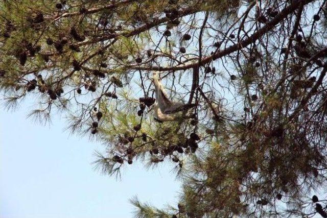 Ağaca Asılı Kalan Martıyı Kurtarma Operasyonu