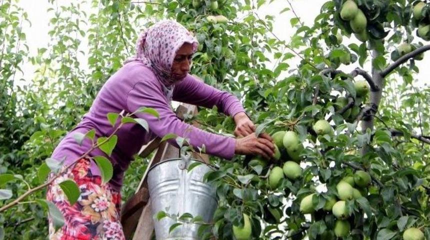 (&ouml;zel Haber) Bursa&rsquo;da Armut Hasadı Başladı