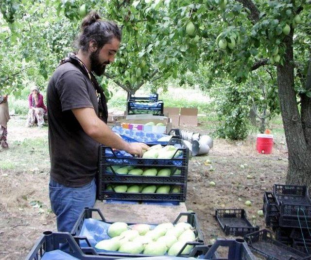 (özel Haber) Bursa’da Armut Hasadı Başladı